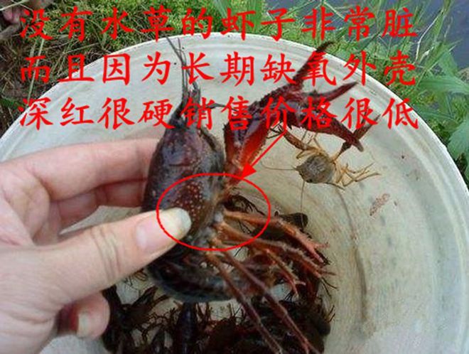 小龙虾养殖技术视_龙虾养殖龙虾养殖_龙虾养殖技术大全视频教程