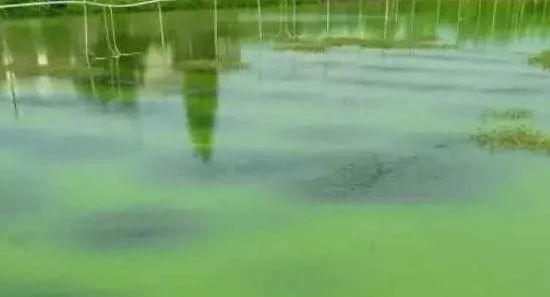 小龙虾养殖技术视_龙虾养殖技术大全视频教程_龙虾养殖龙虾养殖