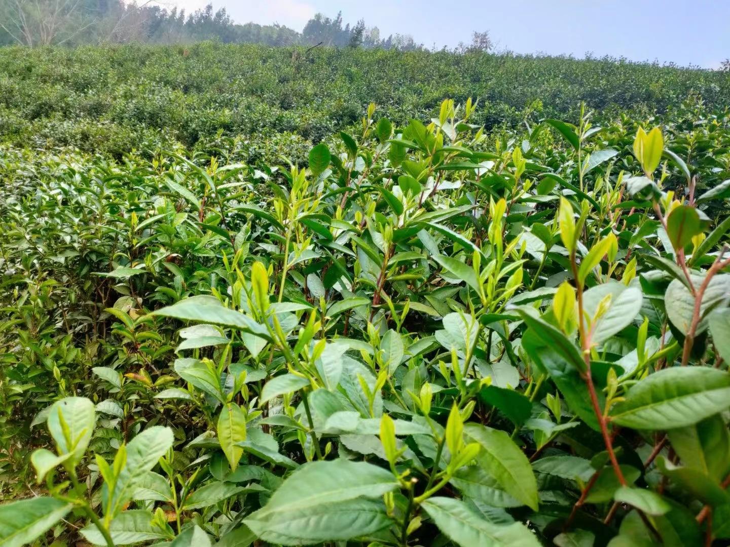 茶叶种植管理技术视频_茶叶种植技术指导方案_栽茶叶视频