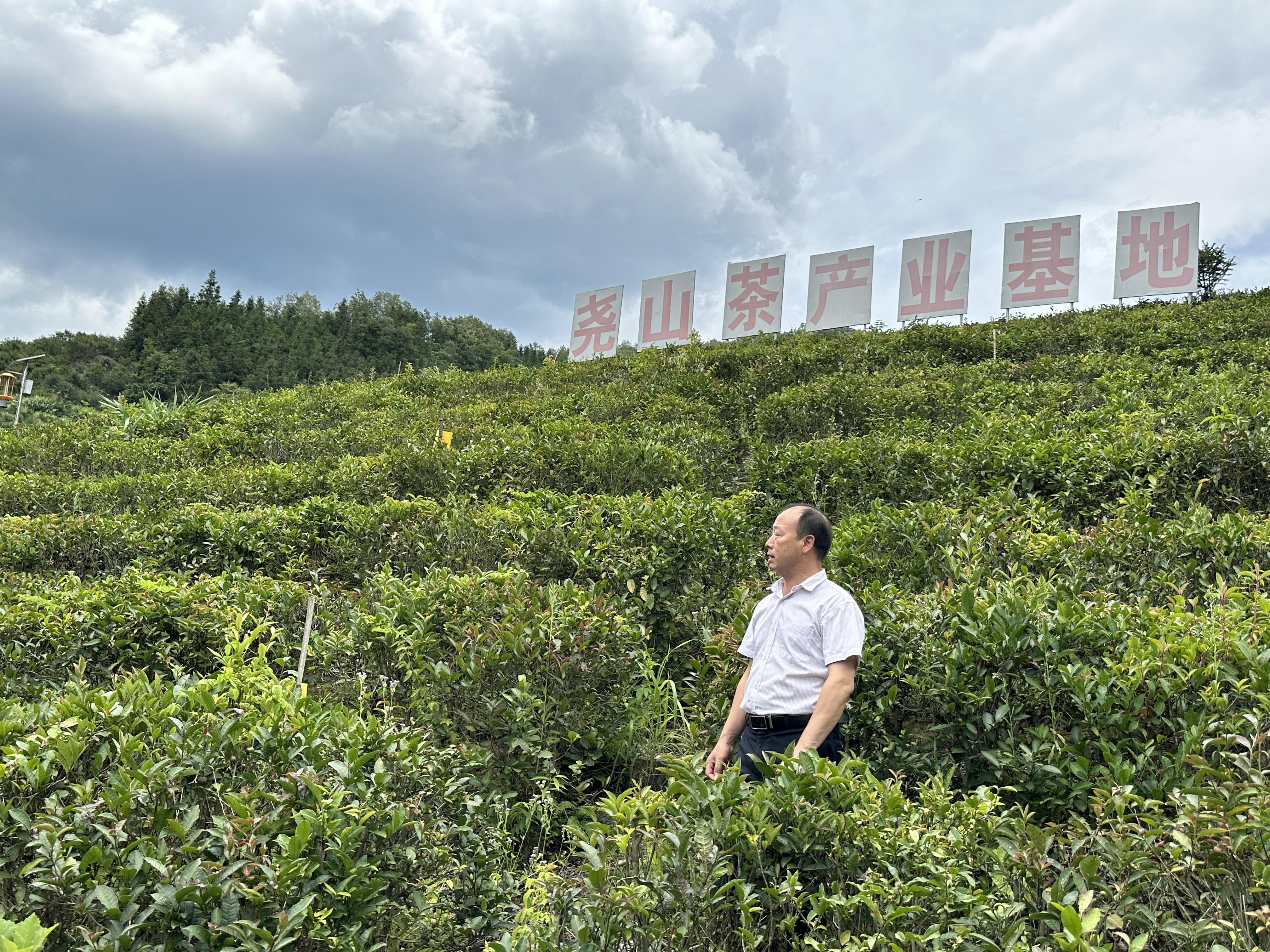 茶叶种植技术指导方案_茶叶种植管理技术视频_栽茶叶视频