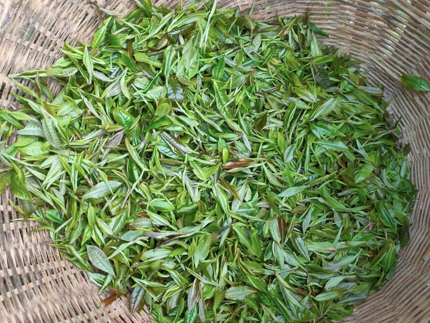茶叶种植管理技术视频_茶叶种植技术指导方案_栽茶叶视频
