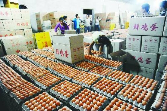 鳄鱼养殖场视频_温室鳄鱼养殖技术_四川鳄鱼养殖温室大棚致富