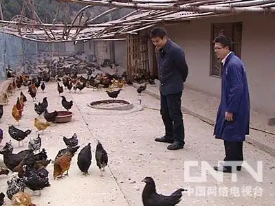致富散养土鸡图片_致富经散养土鸡_致富散养土鸡视频