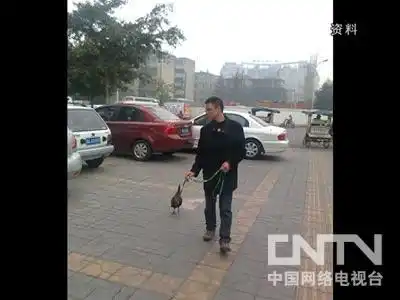 致富经散养土鸡_致富散养土鸡图片_致富散养土鸡视频