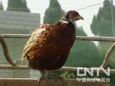 致富散养土鸡图片_致富经散养土鸡_致富散养土鸡视频