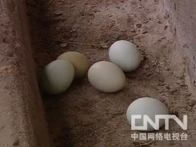 致富经散养土鸡_致富散养土鸡视频_致富散养土鸡图片