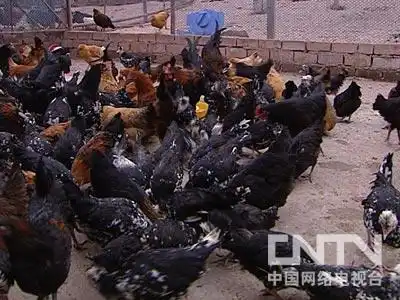 致富经散养土鸡_致富散养土鸡视频_致富散养土鸡图片