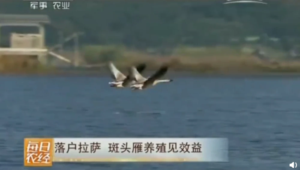 致富养殖北方鱼有哪些_致富养殖北方鱼怎么样_北方养殖鱼致富
