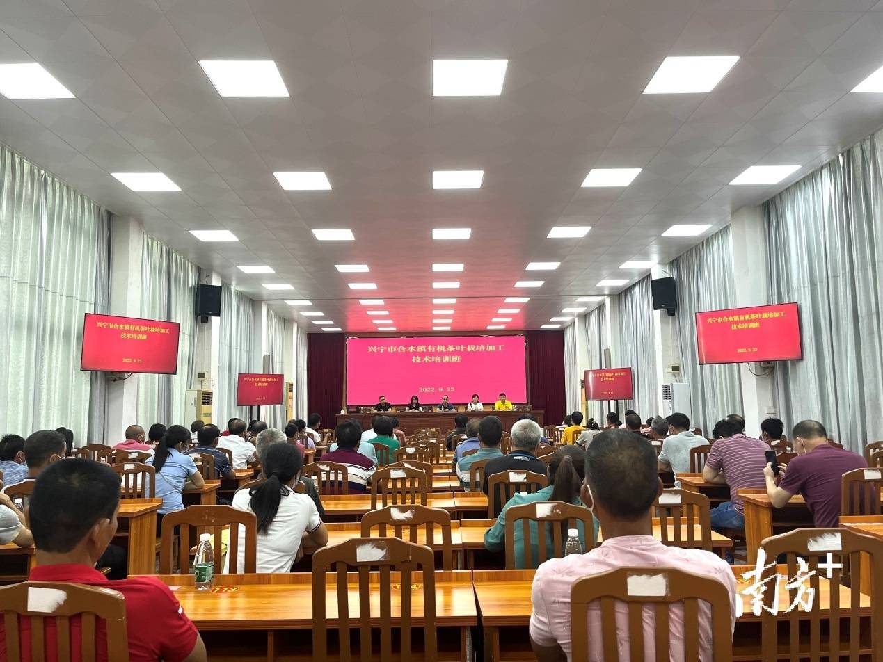 梅州兴宁：开展茶叶技能培训，推动产业提质增效