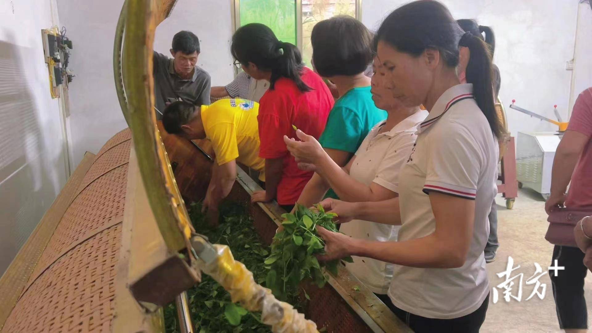 茶叶种植技术规程_茶叶种植管理技术视频_茶叶种植技术指导方案