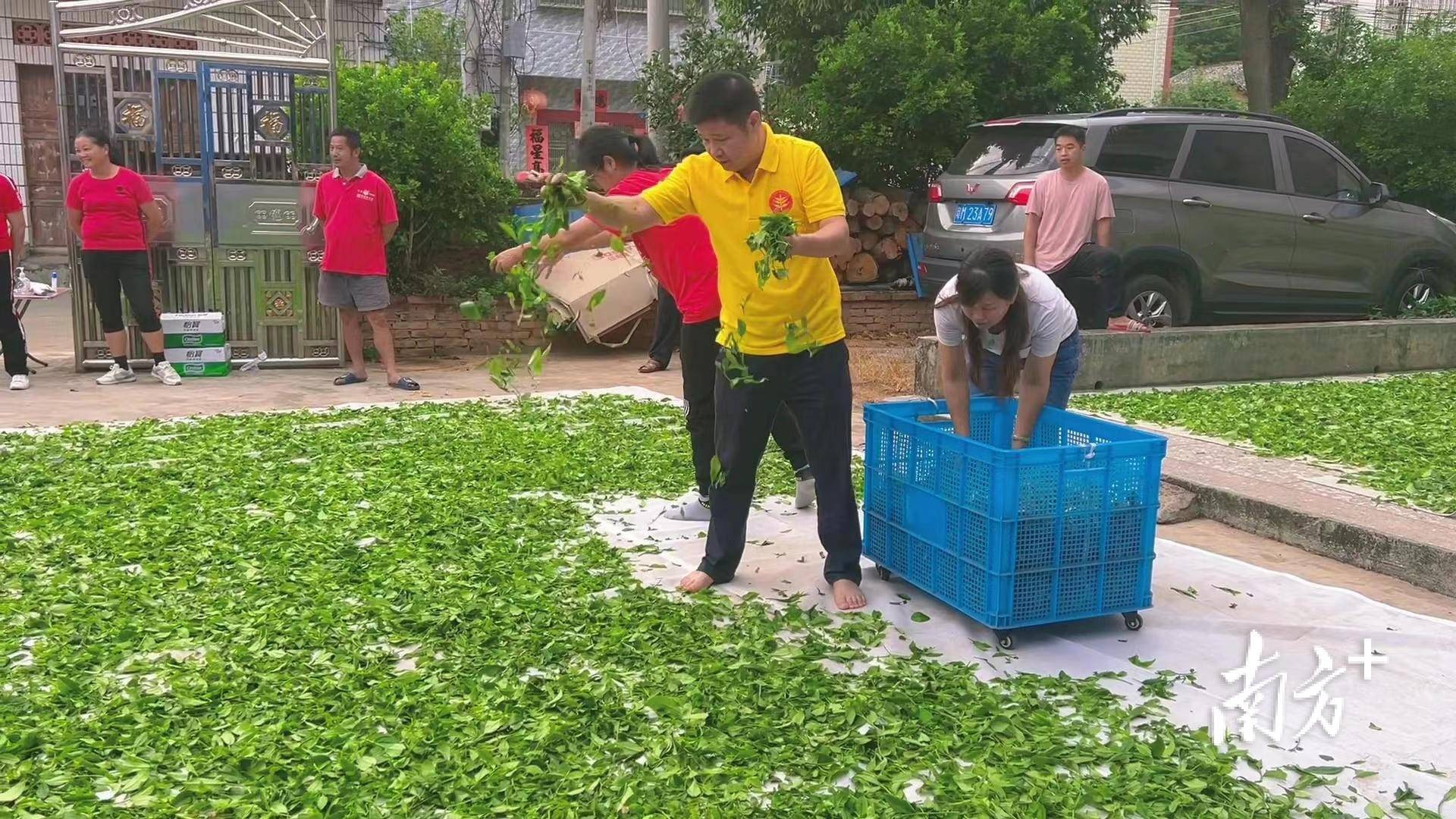 茶叶种植管理技术视频_茶叶种植技术指导方案_茶叶种植技术规程