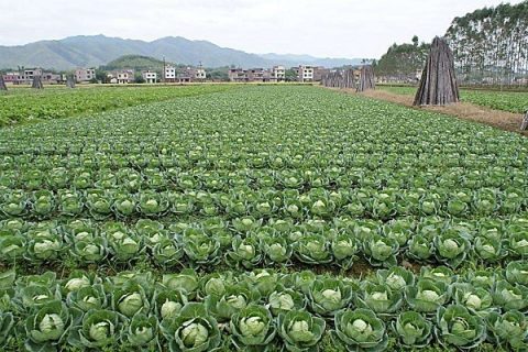 白菜种植技术大全图片_白菜种植技术大全_大白菜怎样种植技术