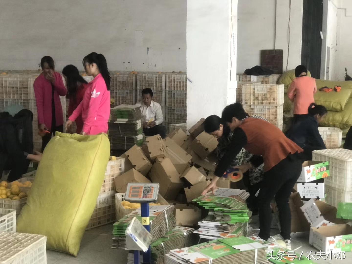 血脐橙多少钱一斤_种血橙赚钱吗_血肉脐橙种植致富经视视频