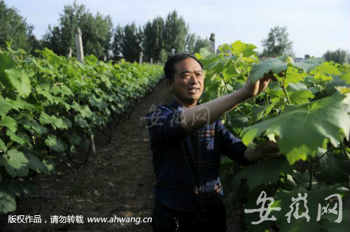 萧县永堌镇窦庄村:贫瘠盐碱地里结出甜葡萄