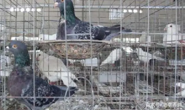致富鸽子养殖才能赚钱吗_如何养殖鸽子才能致富呢_致富经养鸽子创业视频