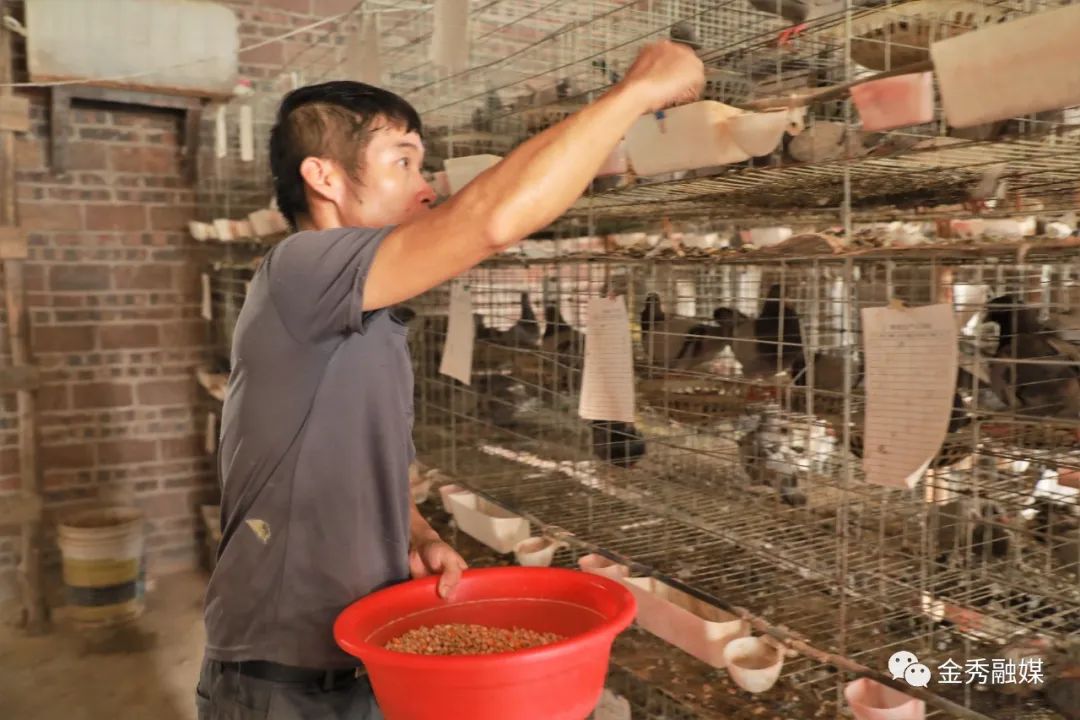 致富鸽子养殖才能赚钱吗_如何养殖鸽子才能致富呢_致富经养鸽子创业视频