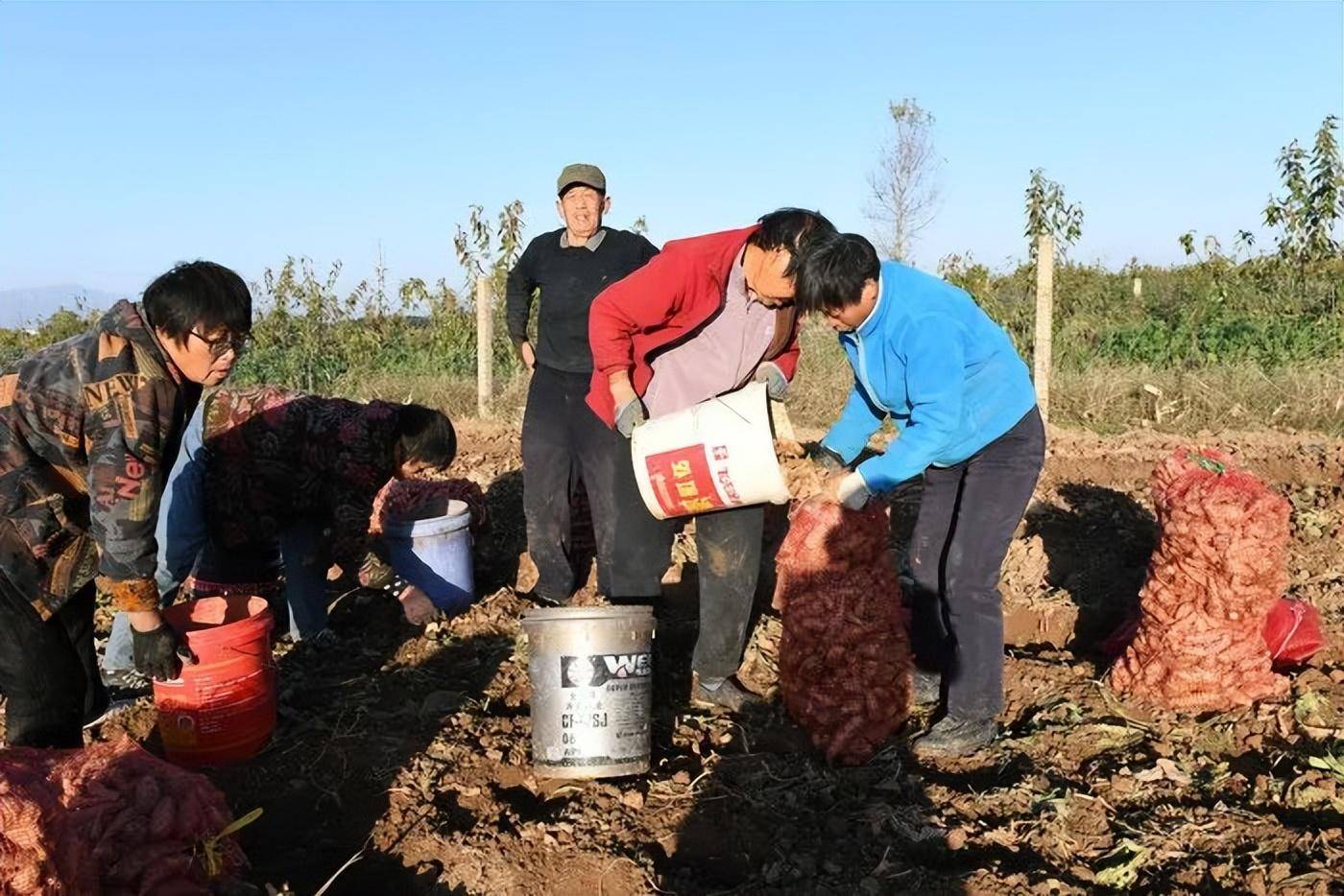 亳州适合种植什么药材_亳州种植什么_亳州种植致富
