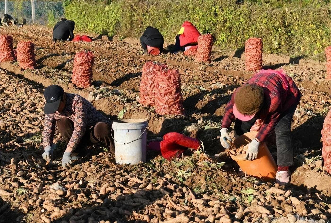 亳州种植致富_亳州适合种植什么药材_亳州种植什么