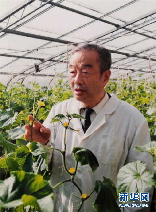 黄瓜种植成本及利润_农业致富黄瓜种植_黄瓜种植效益