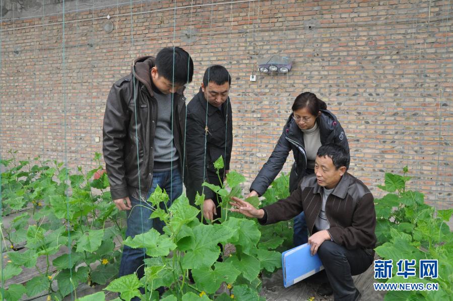 黄瓜种植成本及利润_黄瓜种植效益_农业致富黄瓜种植