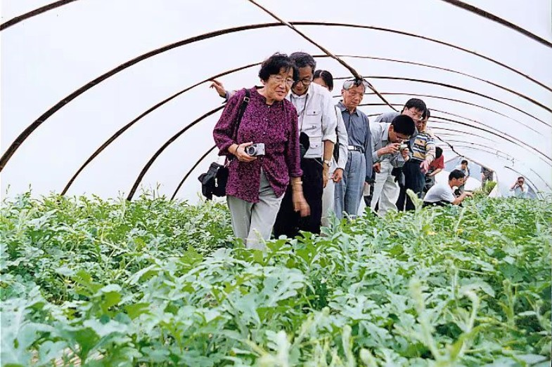 大棚西瓜托起“甜蜜”致富路 ——记温岭西瓜产业发展30多年