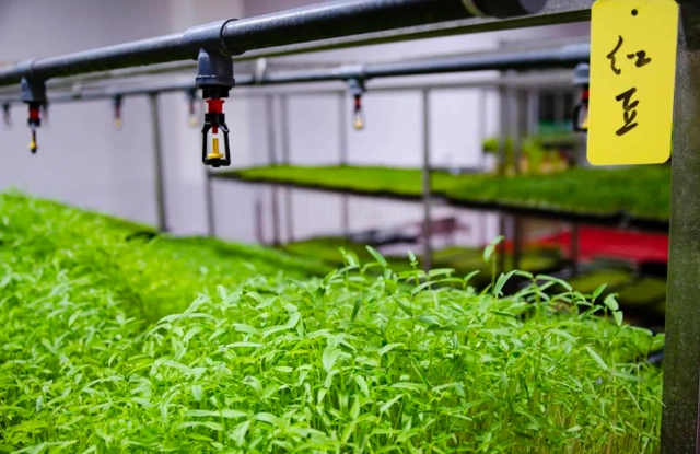 致富种植芽苗菜视频_种植芽苗菜前景如何_芽苗菜种植 致富