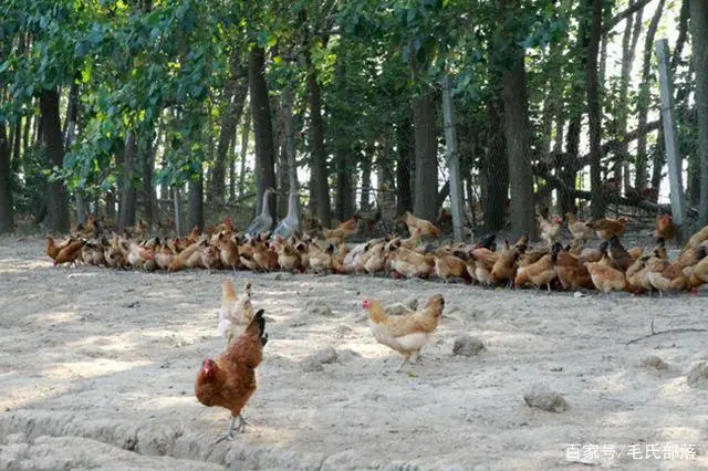 肉鸡养殖吧_肉鸡养殖工艺流程_三黄肉鸡养殖技术
