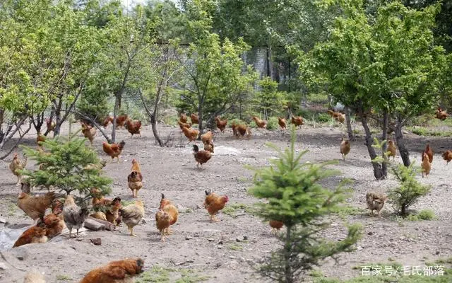 肉鸡养殖吧_三黄肉鸡养殖技术_肉鸡养殖工艺流程