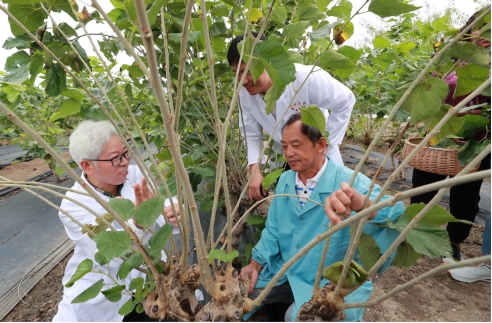 黄瓜种植高产技术_农业致富黄瓜种植_种植黄瓜挣钱吗