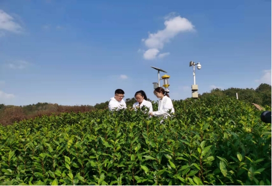 种植黄瓜挣钱吗_黄瓜种植高产技术_农业致富黄瓜种植