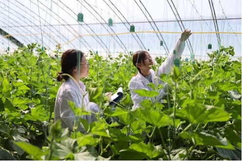 黄瓜种植高产技术_种植黄瓜挣钱吗_农业致富黄瓜种植