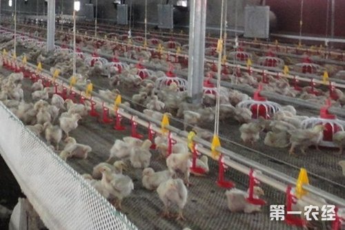 肉鸡饲养全流程操作规范（1-50日龄）