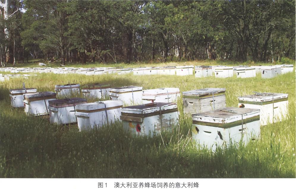 澳大利亚意大利蜂