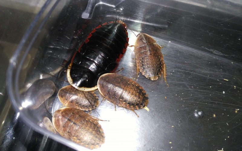 金边土元多少钱一斤