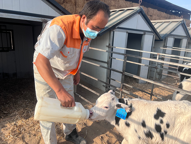 养殖奶牛的视频_视频养殖奶牛最新技术要求_奶牛养殖最新技术视频