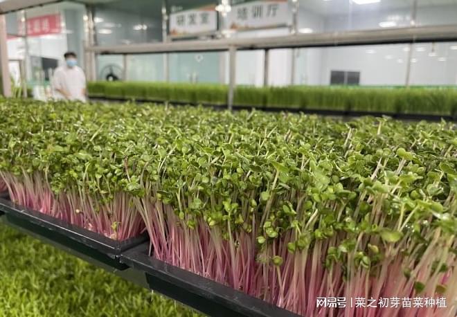 致富种植芽苗菜视频_种植芽苗菜挣钱吗_芽苗菜种植 致富