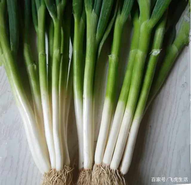 盆栽大葱的种植方法_盆栽大葱种植家庭技术视频_家庭盆栽大葱种植技术