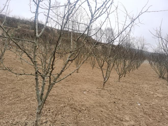 经济林成了群众增收的:致富林
