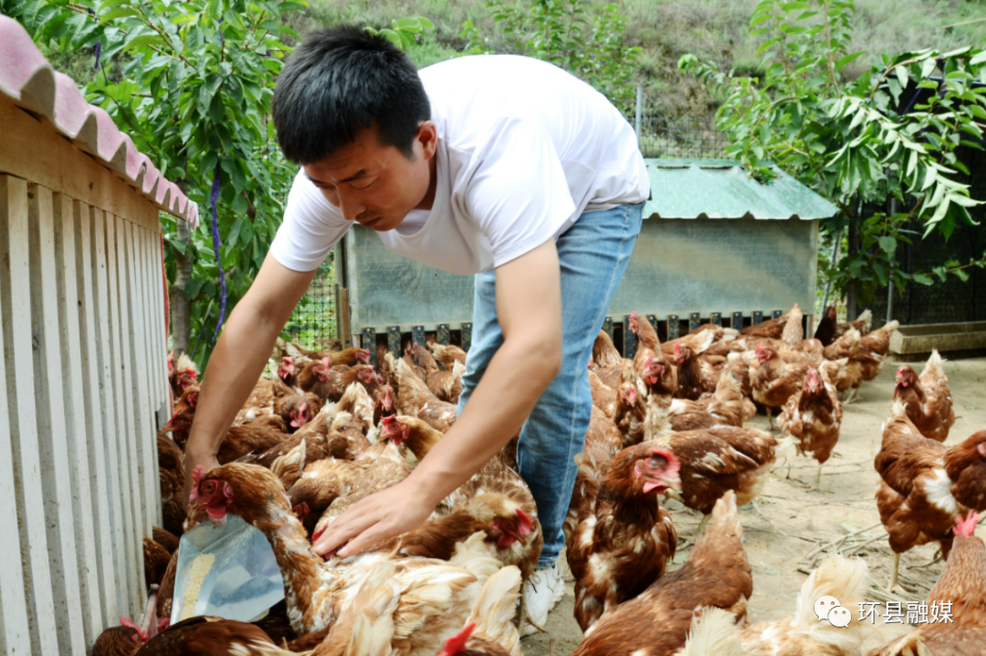 养鸡视频致富经_养殖鸡致富经视频_鸡场养殖致富视频