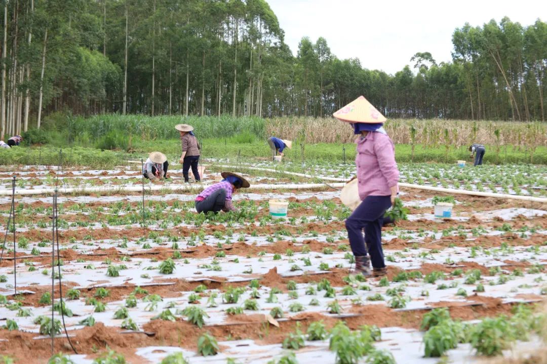 广西贵港适合种植什么药材_广西贵港种植致富_贵港种植基地