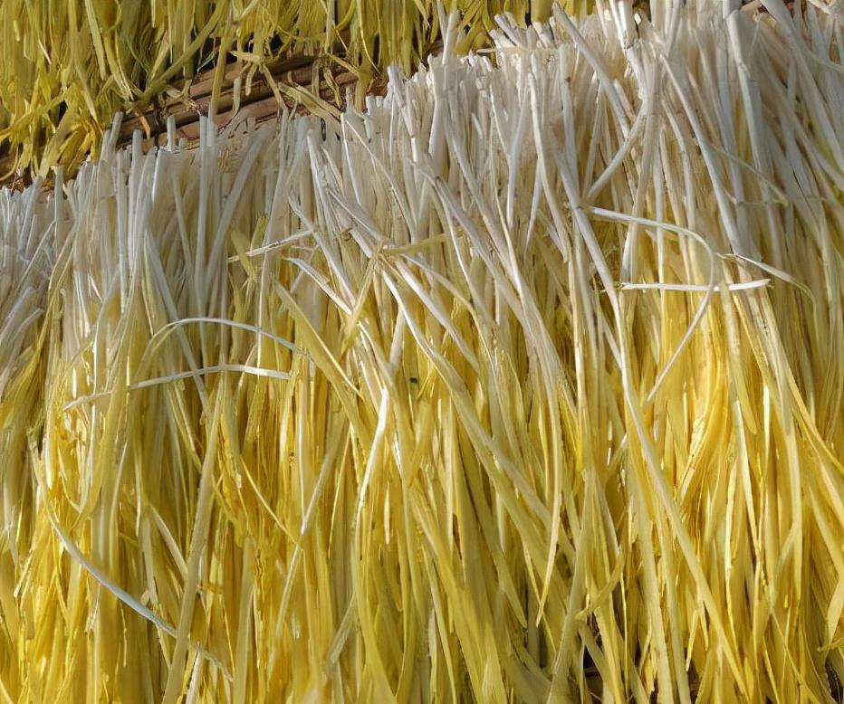 大棚种植韭黄高产技术_农广天地韭黄大棚种植视频_大棚种植韭黄新技术