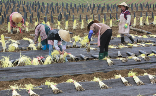 大棚种植韭黄高产技术_大棚种植韭黄新技术_农广天地韭黄大棚种植视频