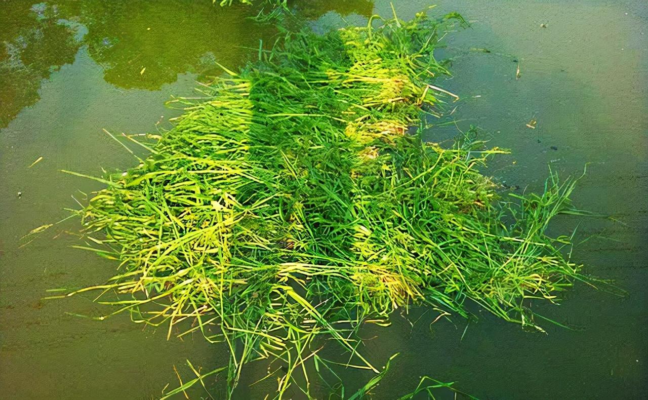 草鱼养殖技术与利润_草鱼鱼的养殖技术_养草鱼技术指导