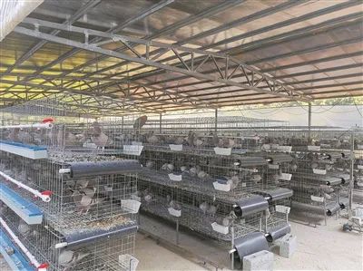 中央7套致富经养牛_养殖视频中央农业频道致富经_中央7套致富经 养鸭