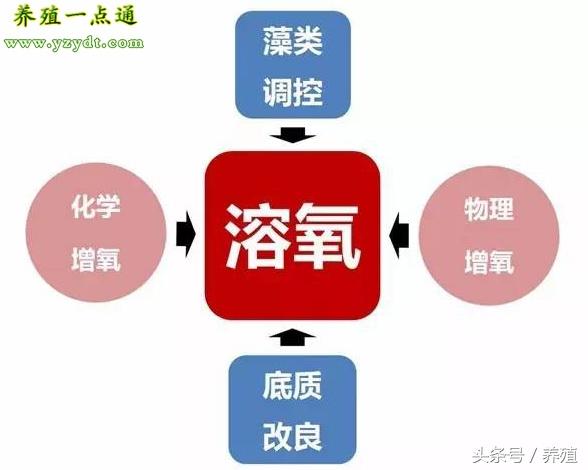 养草鱼技术指导_草鱼鱼的养殖技术_养殖草鱼鱼技术视频教程