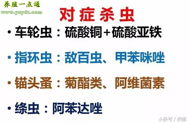 养草鱼技术指导_养殖草鱼鱼技术视频教程_草鱼鱼的养殖技术