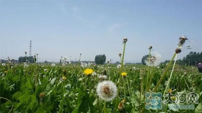 茶叶种植赚钱吗_茶农致富_甜茶叶种植致富