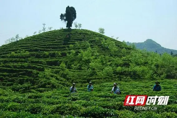 乡村振兴领头雁丨石英超：黄金村产“黄金”
