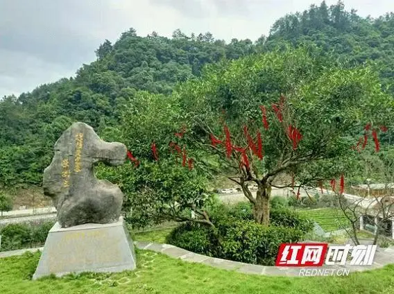 黄金种植致富项目_致富种植黄金项目介绍_致富种植黄金项目有哪些