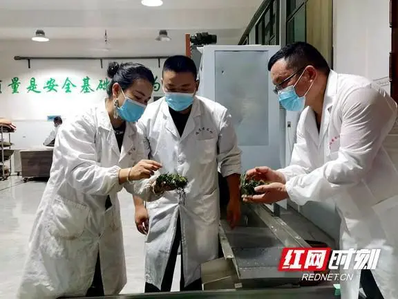 致富种植黄金项目介绍_致富种植黄金项目有哪些_黄金种植致富项目